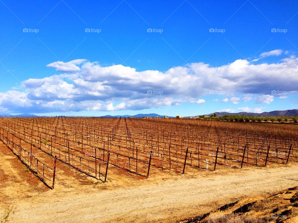 Vineyard in Winter