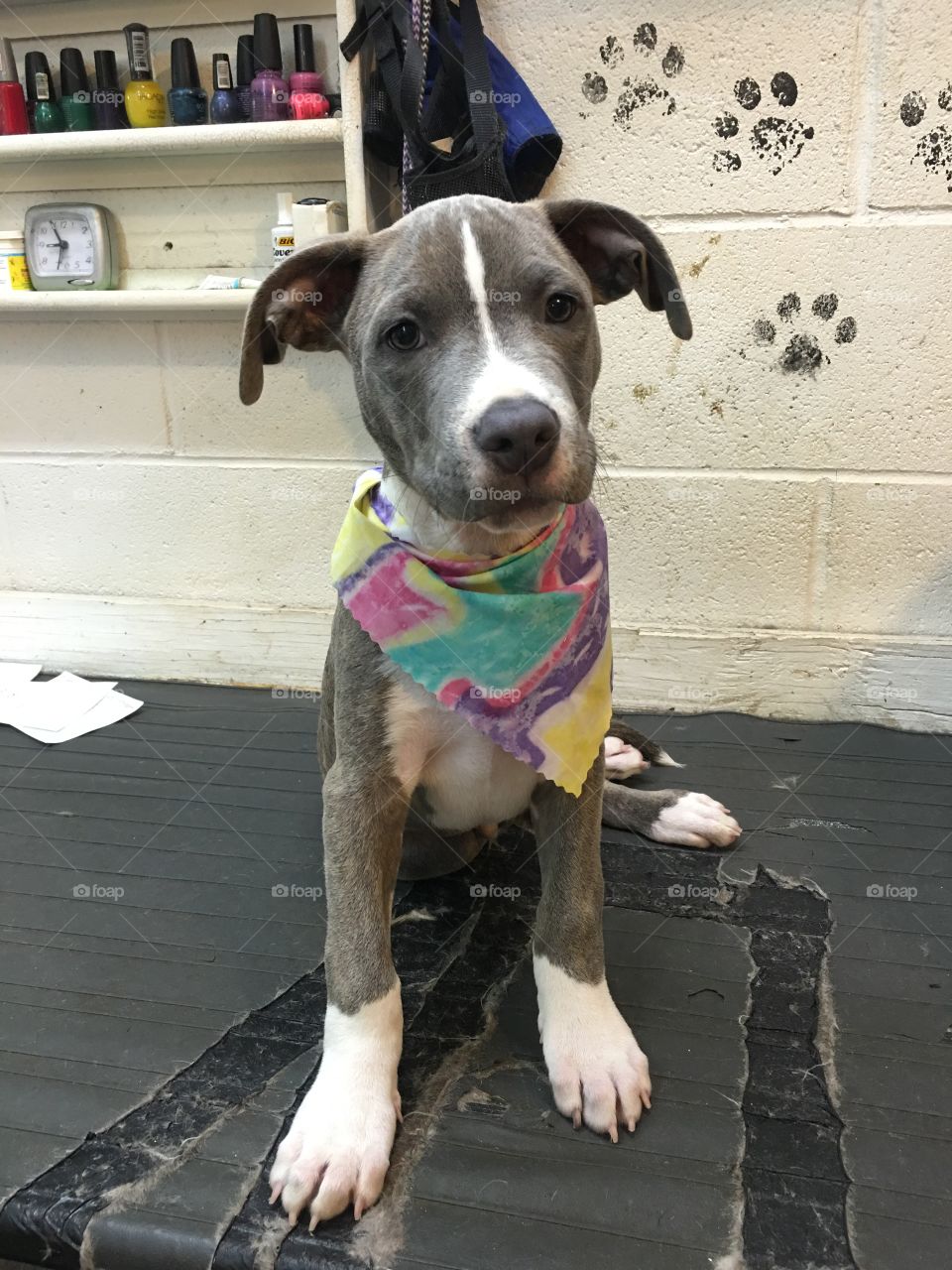 Adorable pit bull puppy after his grooming 
