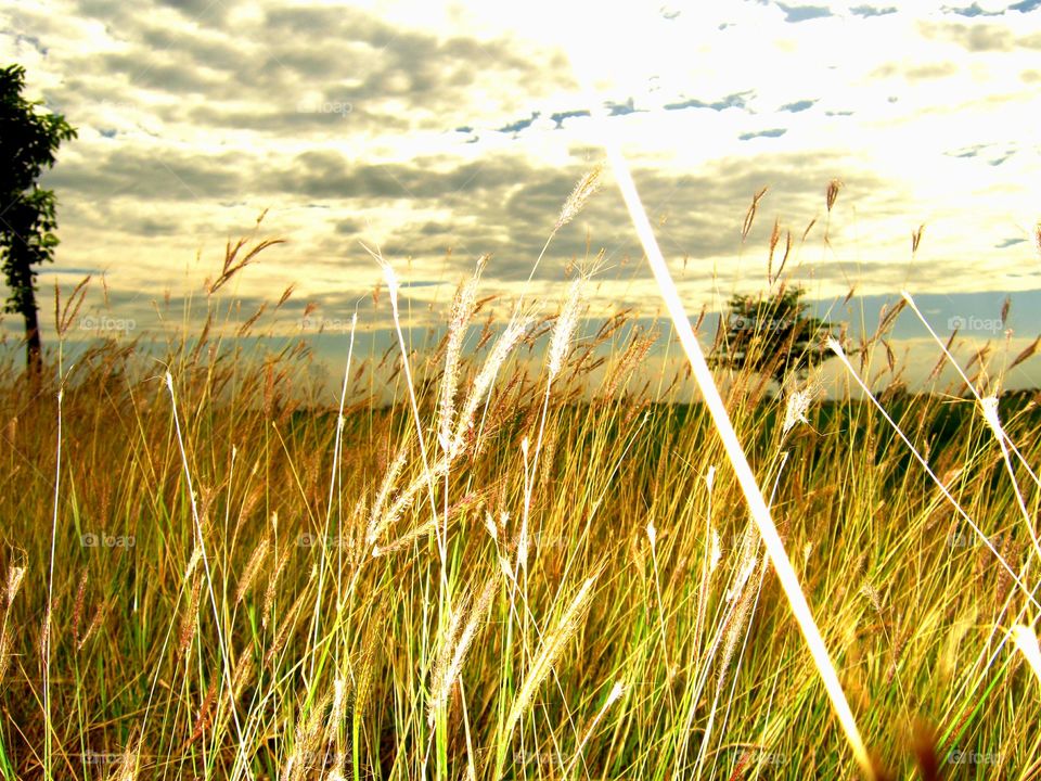 Grass at falling afternoon