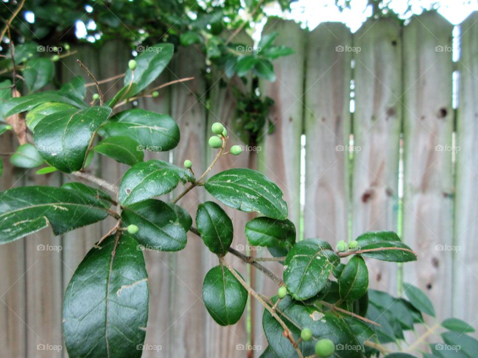 fruit developing on a branch