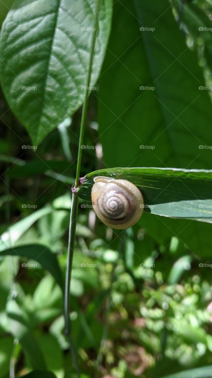 snail