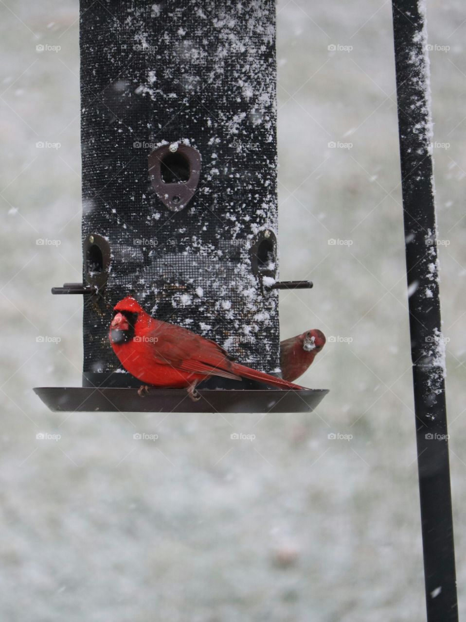 red birds in the snow