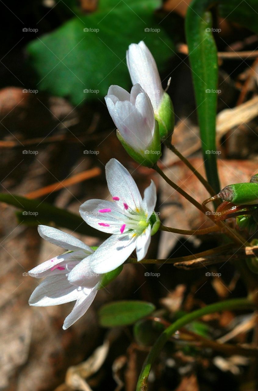 wild tiny white flowers