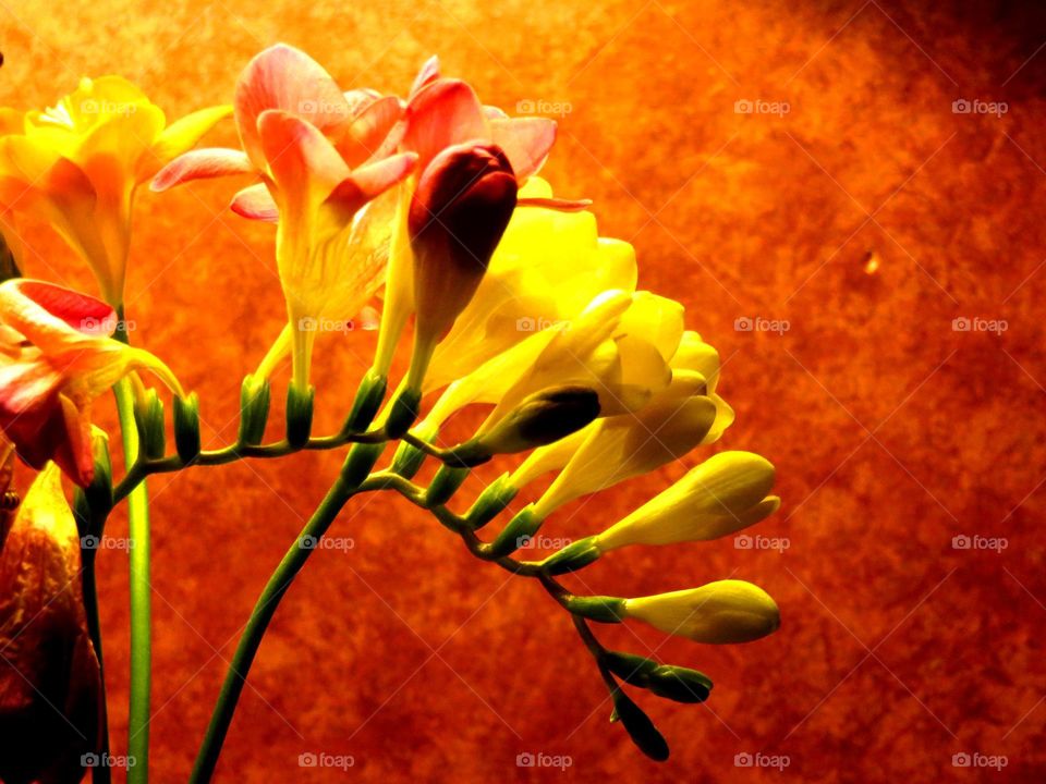 freesia