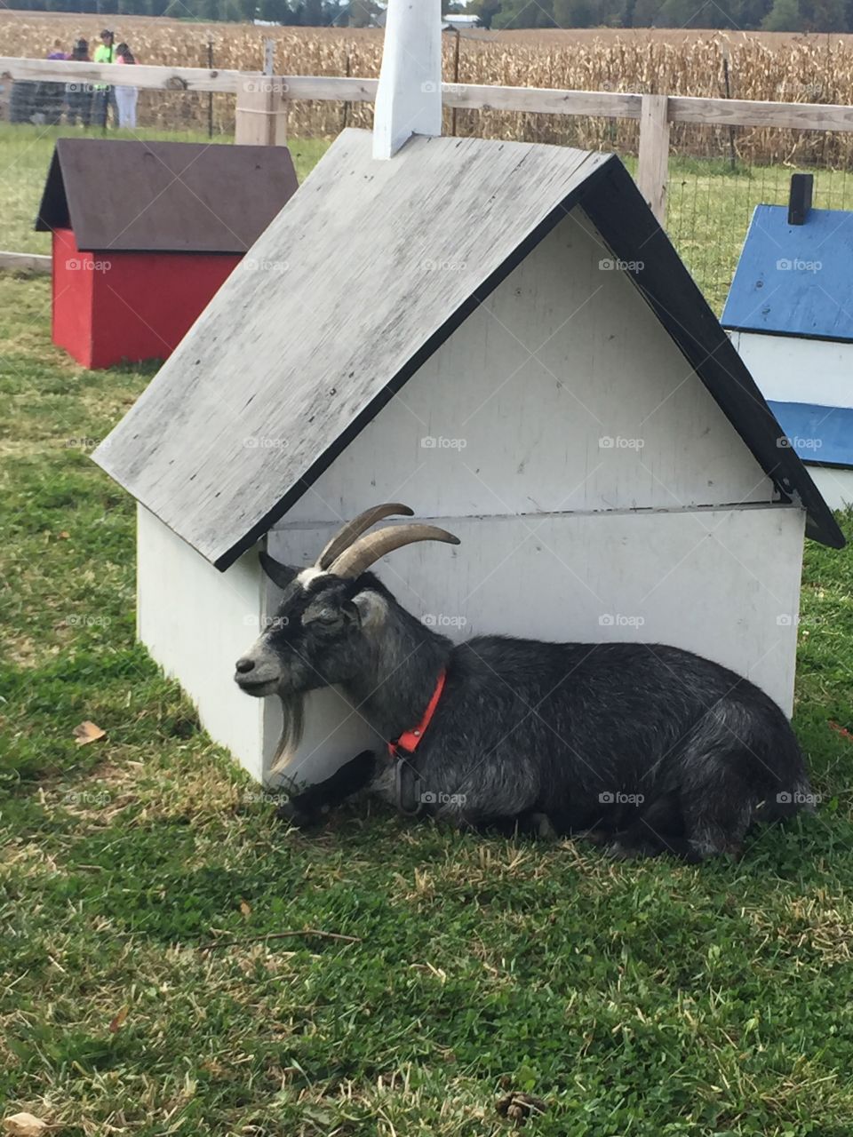 Billygoat with his cute house