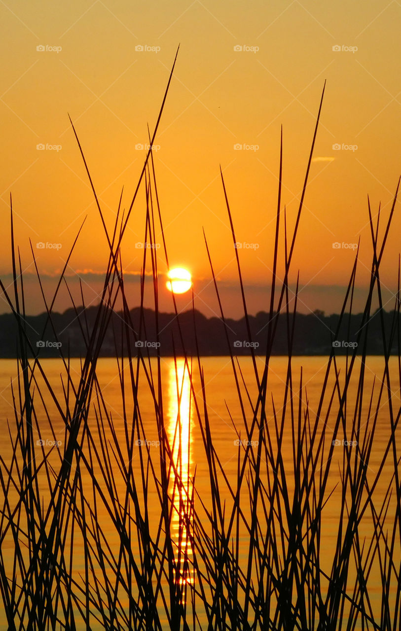 Silhouette of plant during sunset