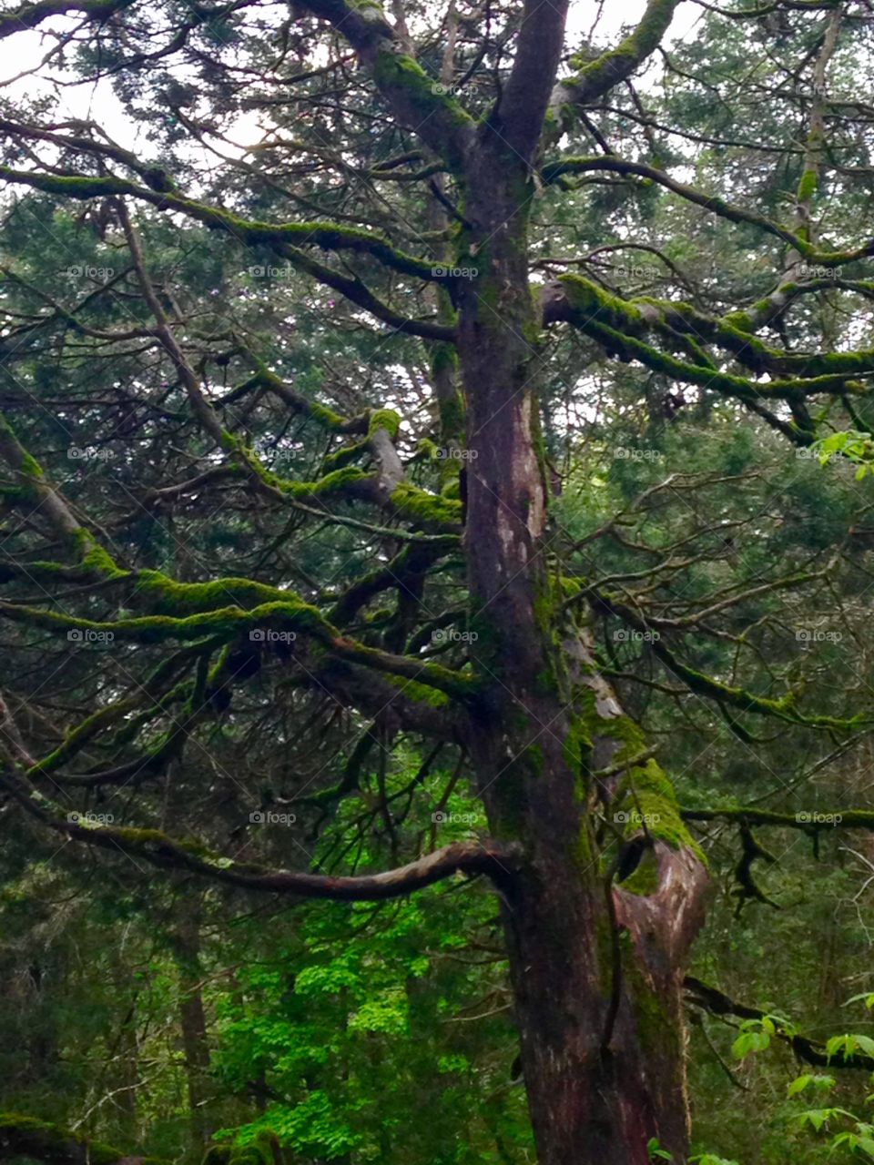 Mossy cedar tree
