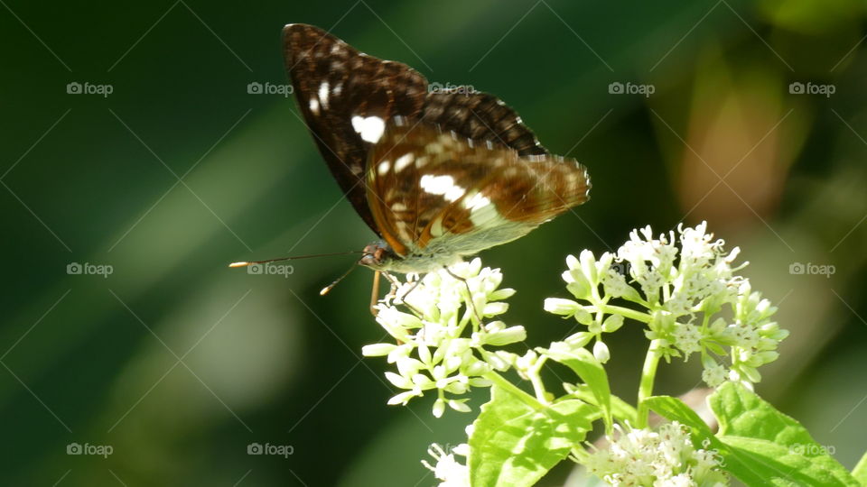 White Admiral is widespread in southern England, extending just into Wales and nortwards