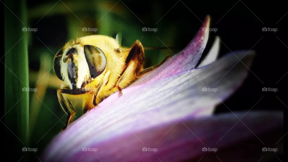 insect
