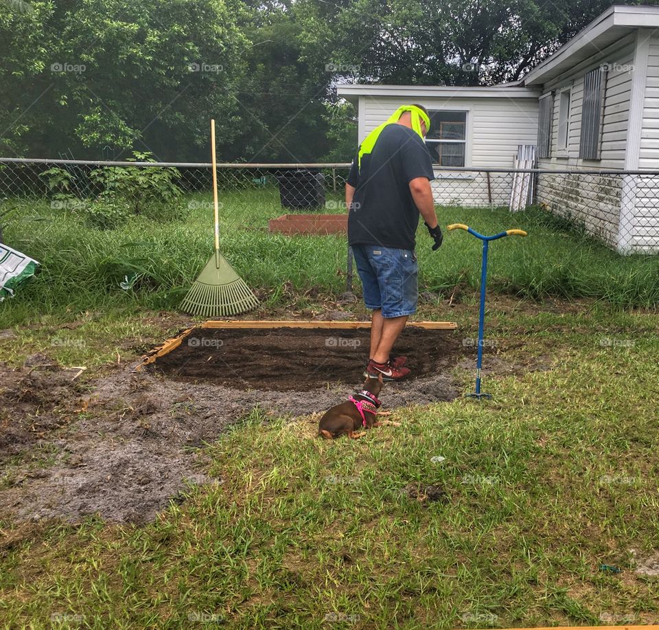 Husband working hard in the summer heat tilling our yard for our garden while dog lays and watches 