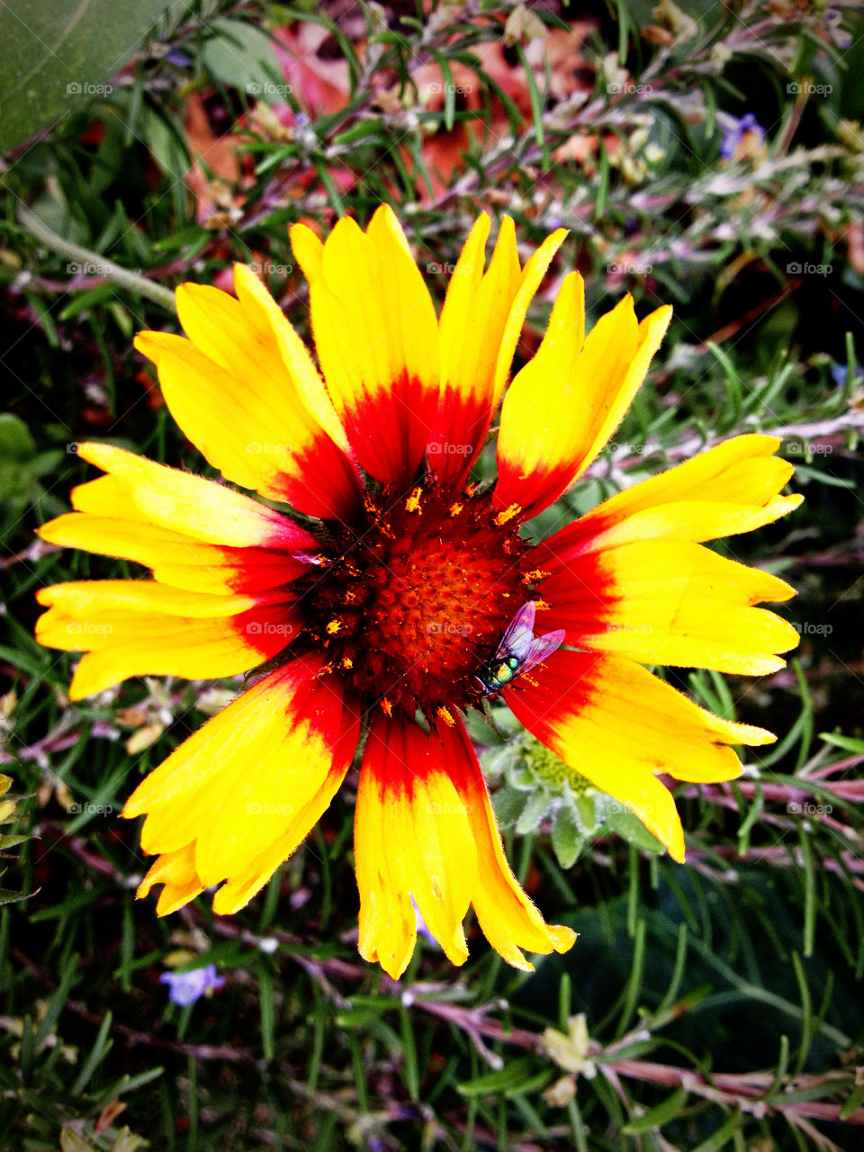 flower fall bug vibrant by osilver