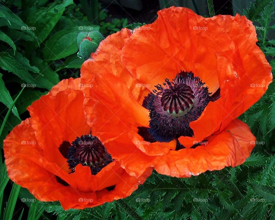 Poppies