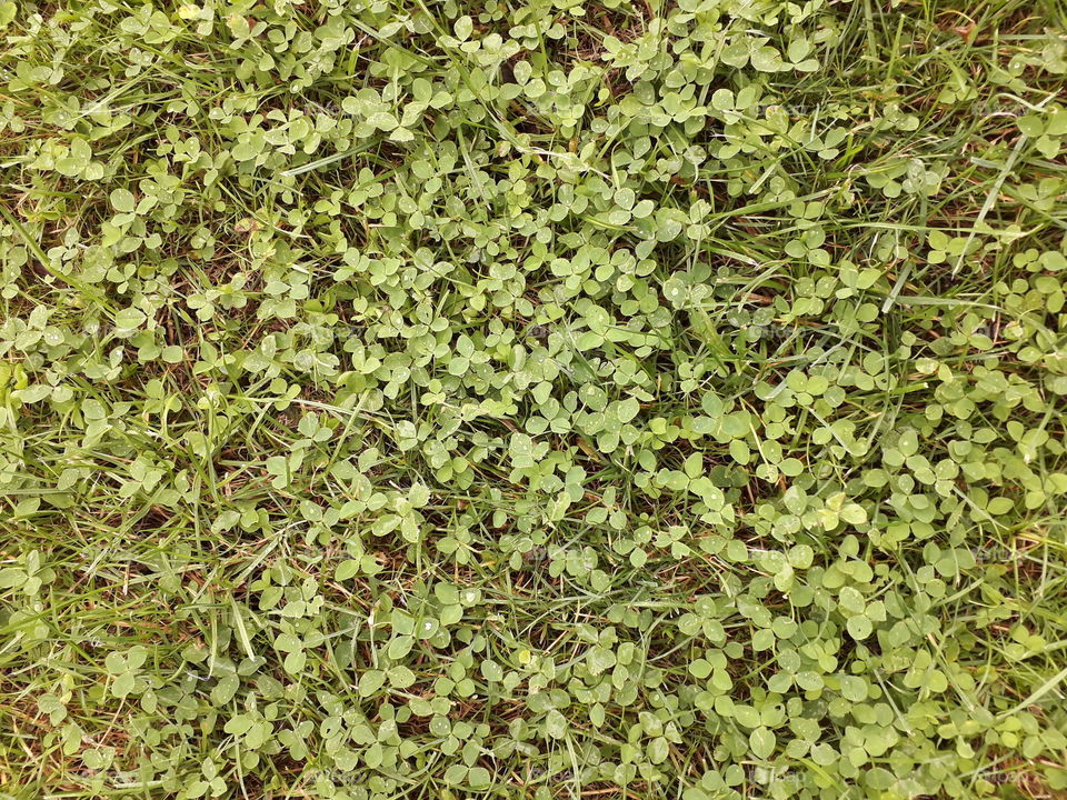 clover leaves