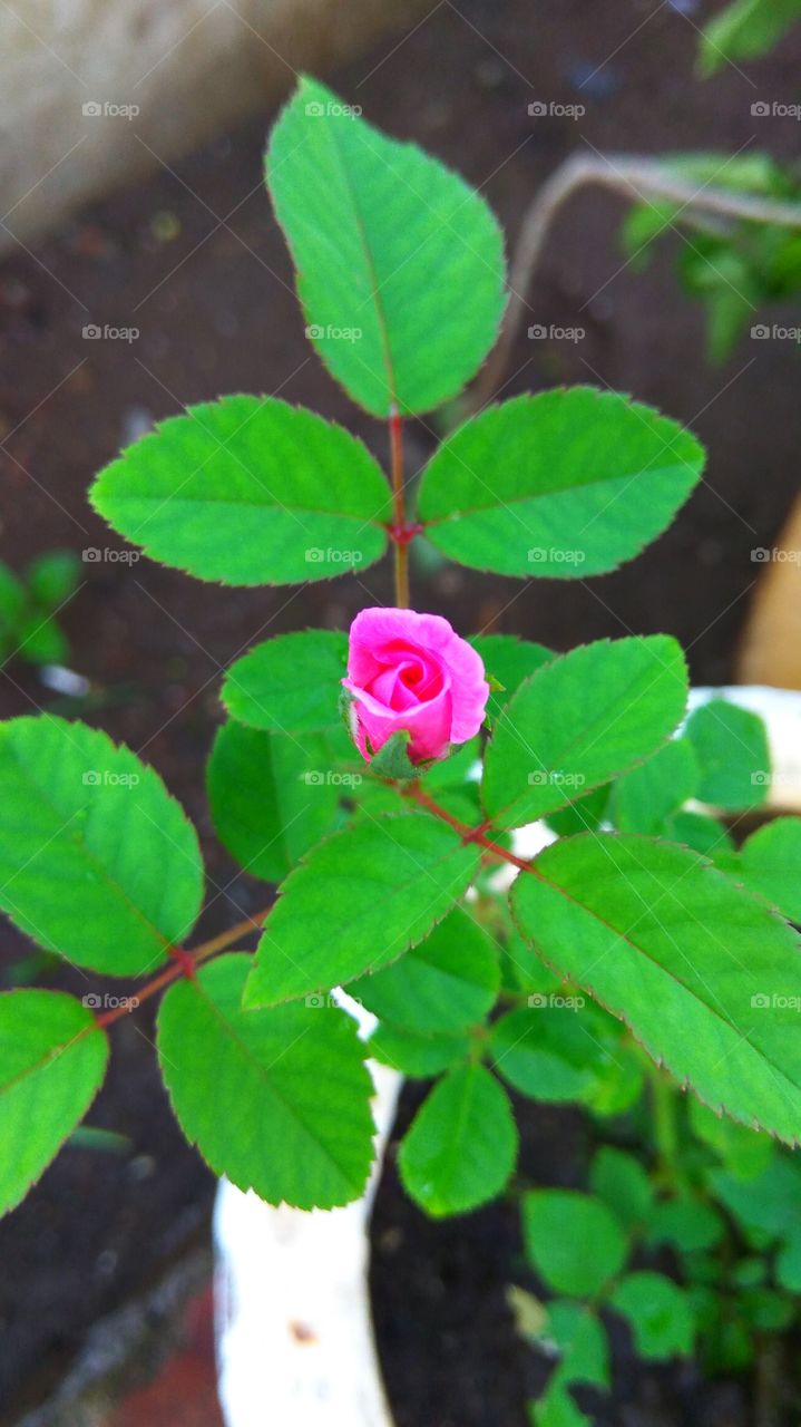 Elevated view of pink rose flower