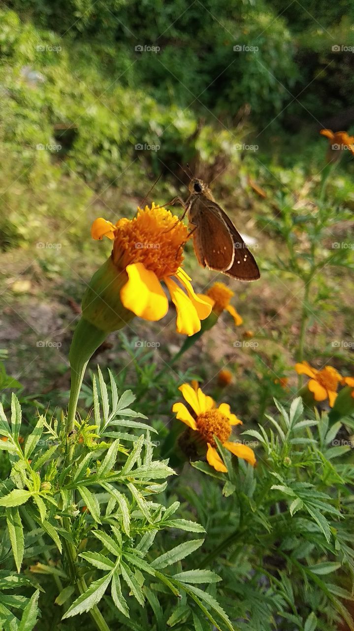 📸       ||     Mobile    Photography     ||  📸

📱Device:-         Mi 6pro
🖼️photo:-         Little Butterfly
🗓️Date:-          06.12.2020
🌐Location:- West Bengal/India🇮🇳