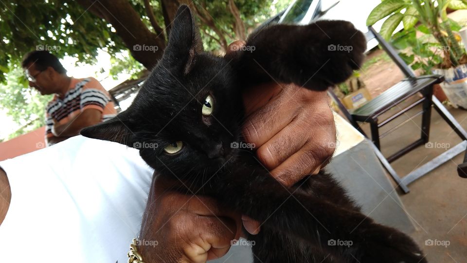 Um gato preto de olhos amarelados.