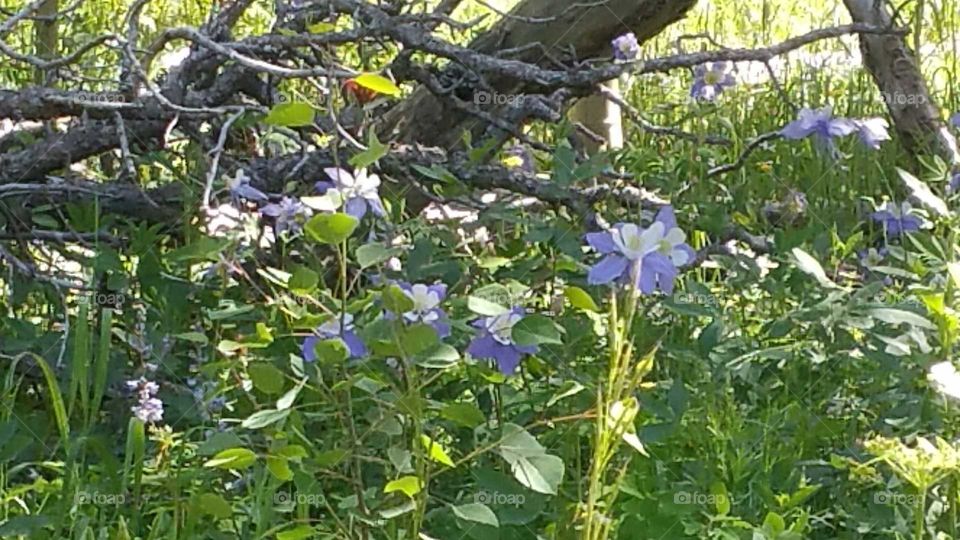 Our state flower ... Columbines in the wild!