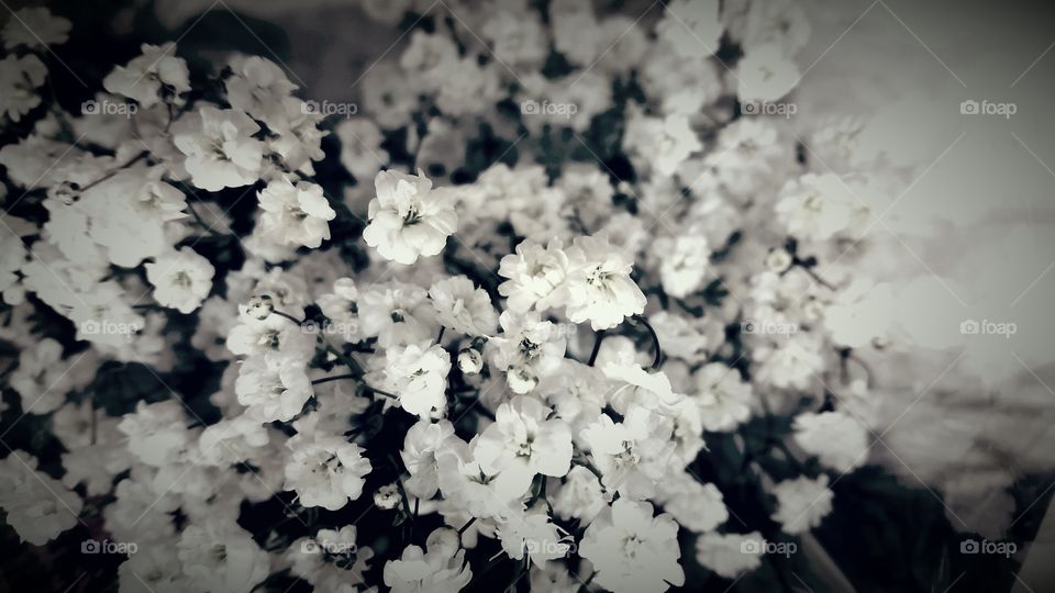 black & white - baby's breath.