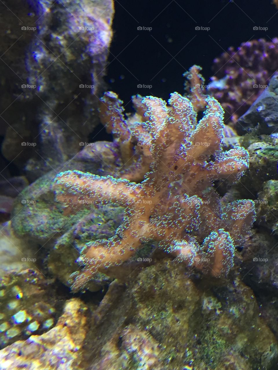 coral