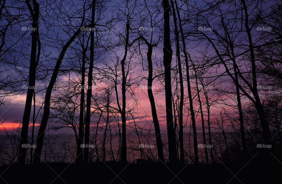 Silhouette of bare trees in forest during sunset