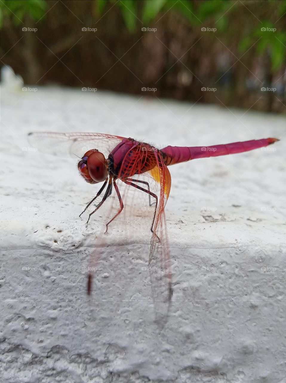 Red dragonfly.