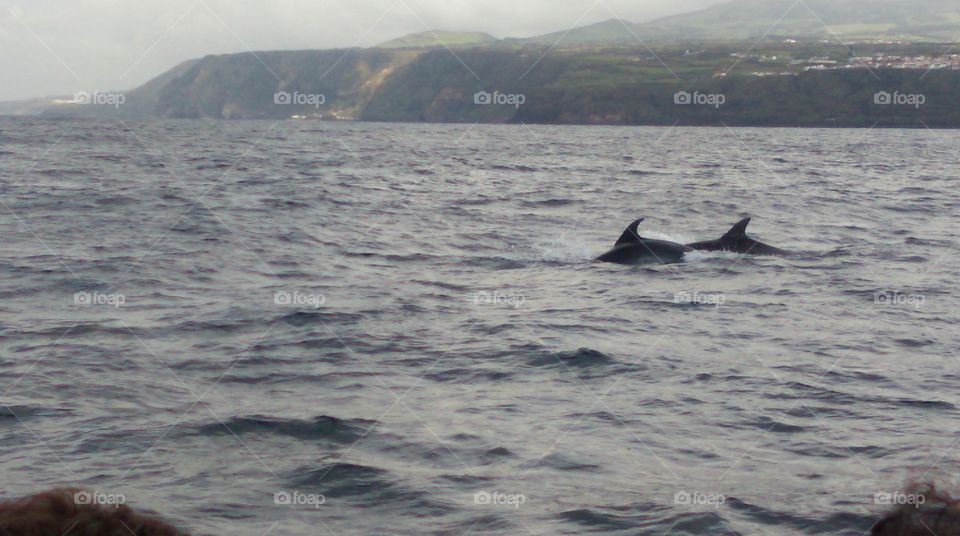 dolphin spotting