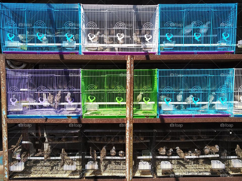 Birds in birdcages