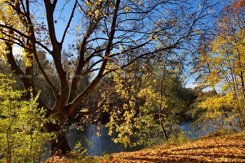 Autumn tree with yellow leaves on the river bank