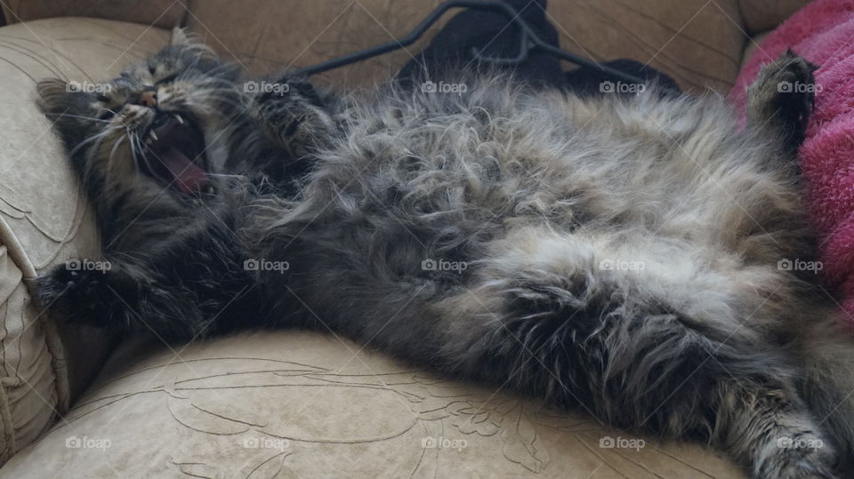 cat , animal , kitty