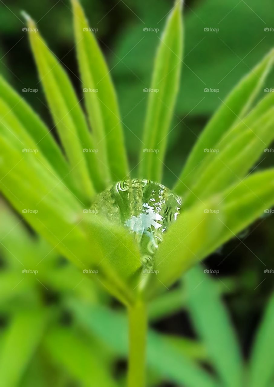 Close up view of dew that collected, taking on the shape of a sphere, in the middle of a Lupine leaf.