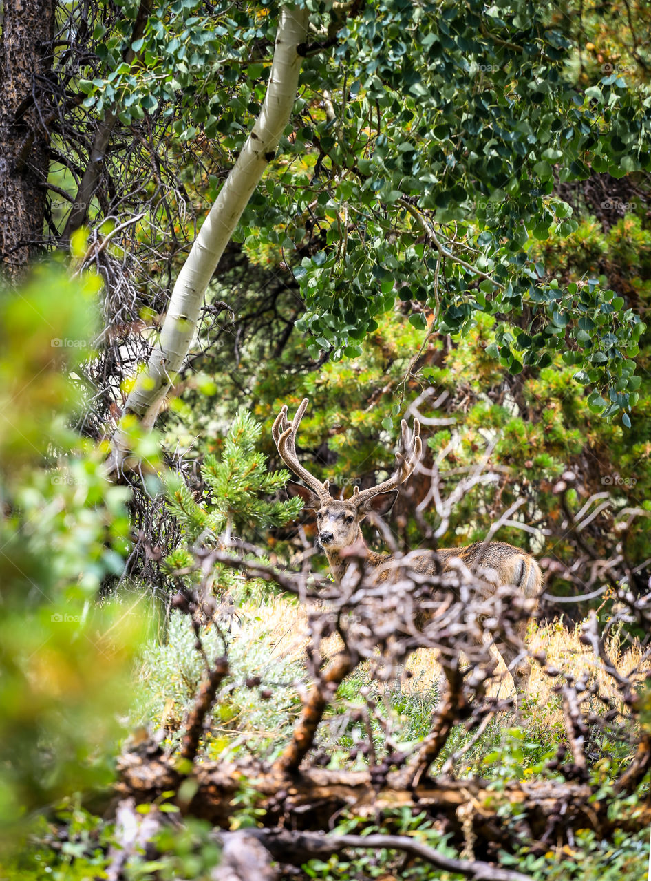 Nature, Wood, Tree, Leaf, Flora