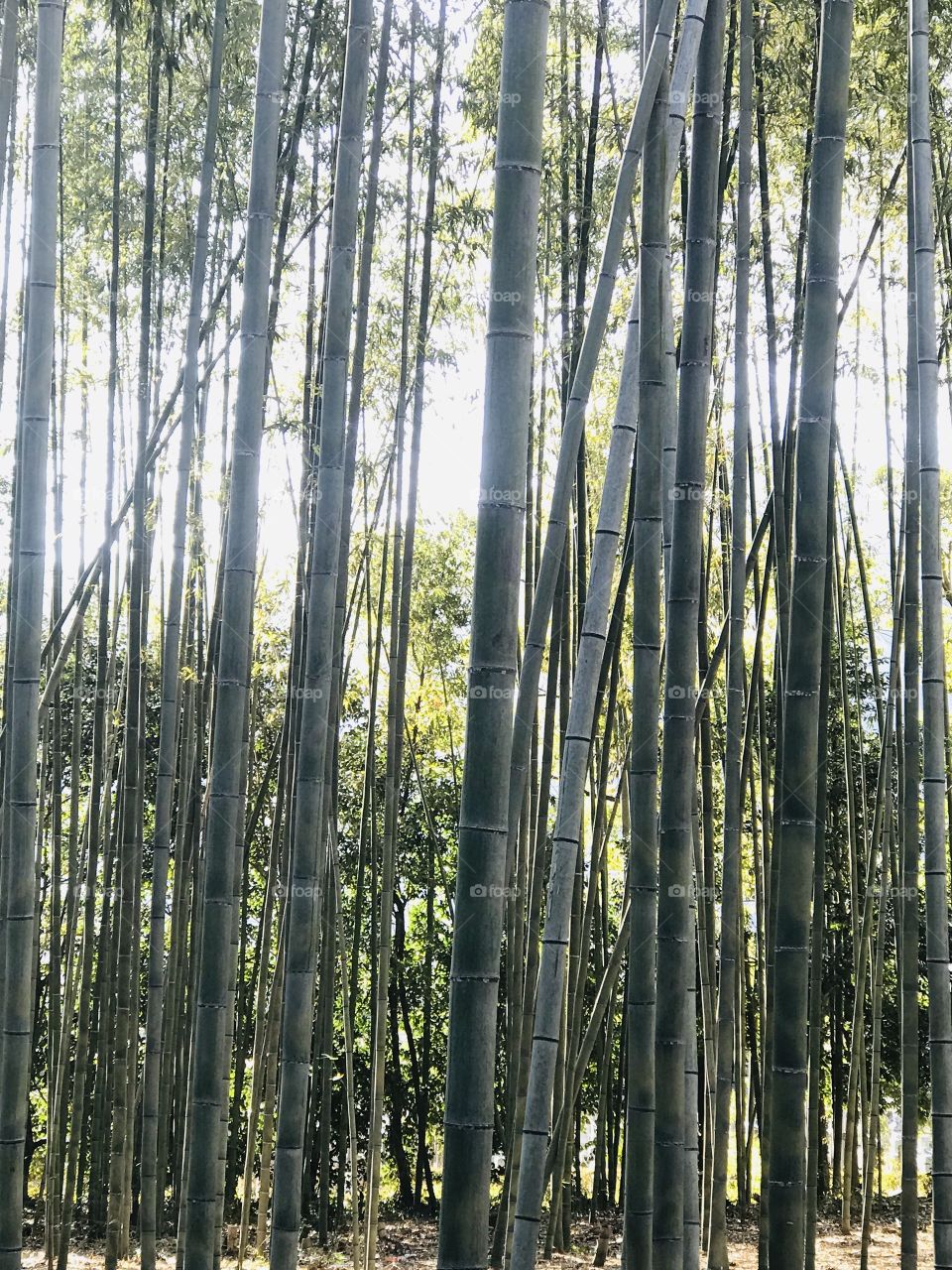 Peaceful bamboos
