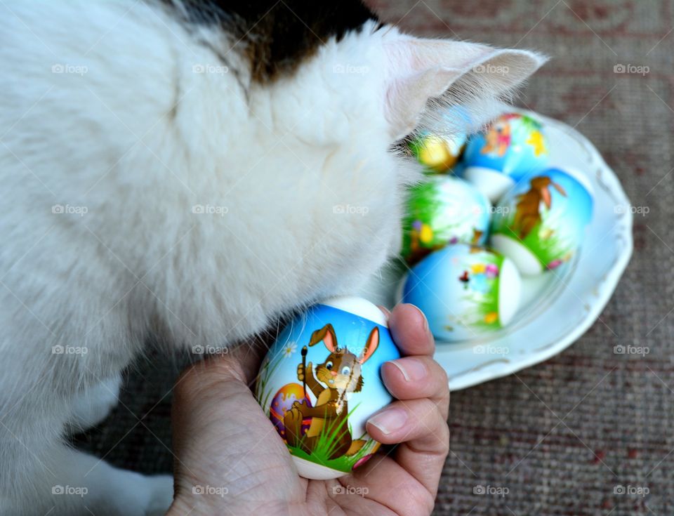 cat pet and Easter eggs spring holiday