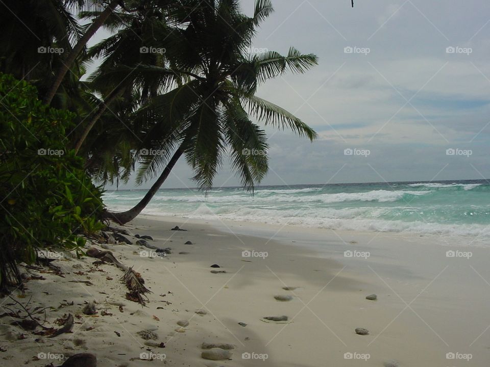White Sandy Beach with Palm Trees