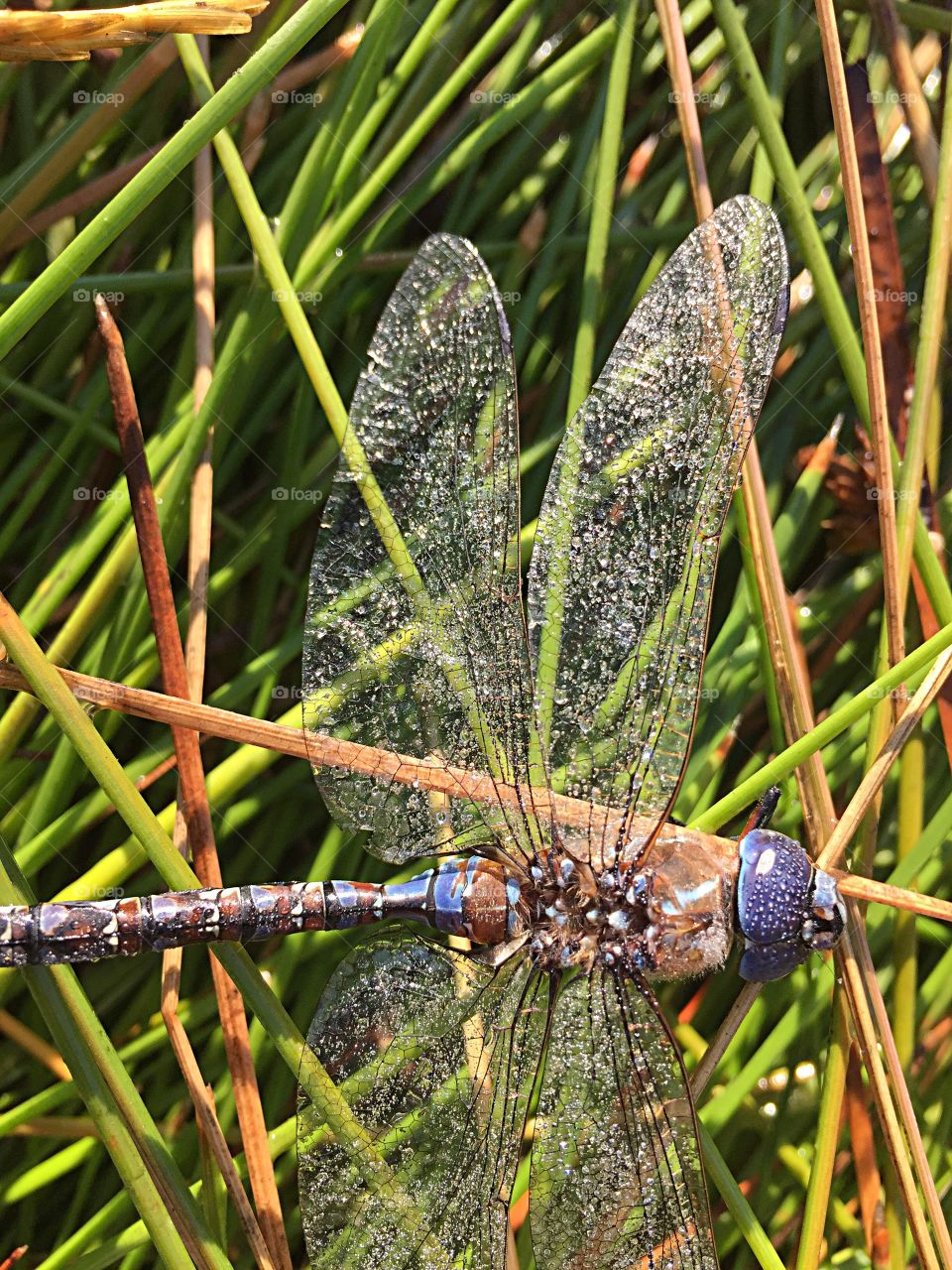 Dragonfly