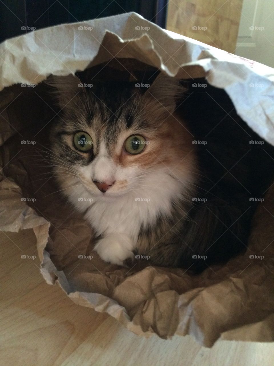 Cat in a bag