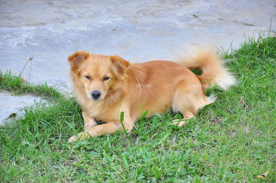 Dog, Grass, Canine, Cute, Animal