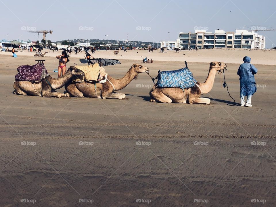 Beautiful camel on sand