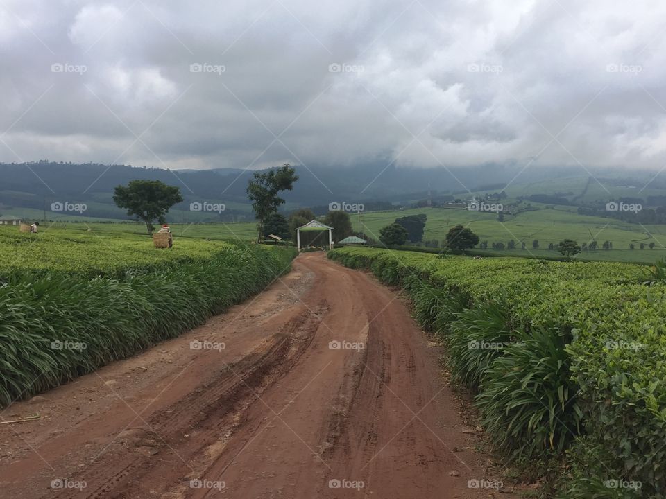 Road passing in tea farm.Photo taken during a tour with my friends and the place is super awesome. 