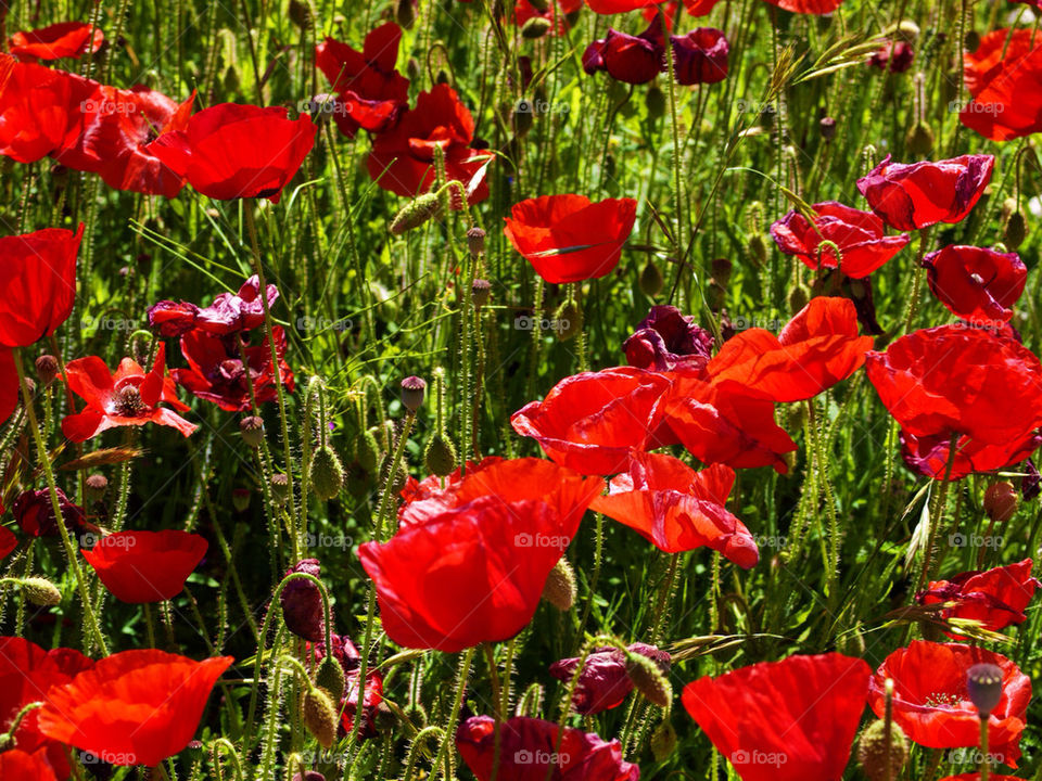 green flowers field red by hddatmyers