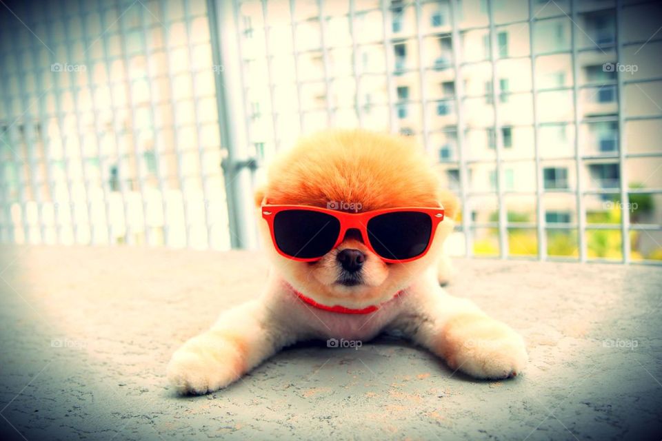 pup with swag