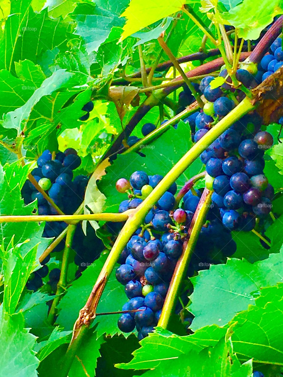 Fruit, Vine, Grape, Leaf, Vineyard