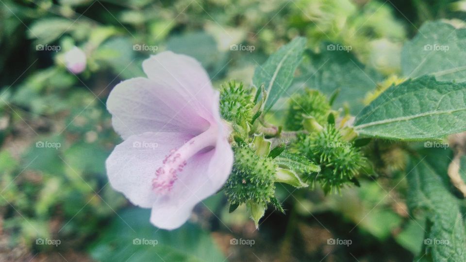 This wild plant called Pulutan scientific name is Urena Lobata