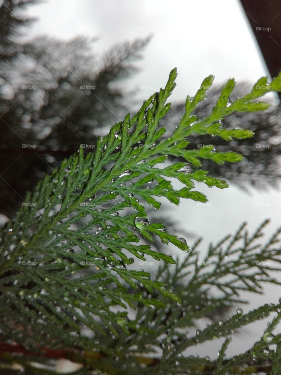 conifer