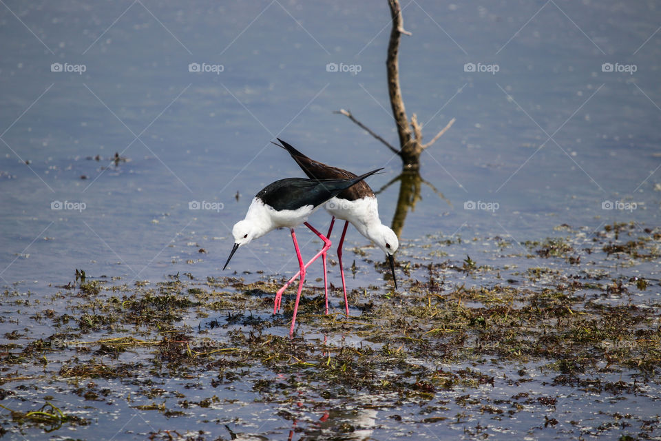 A illusion kind of photography... Black winged stilt.. worth for patience..