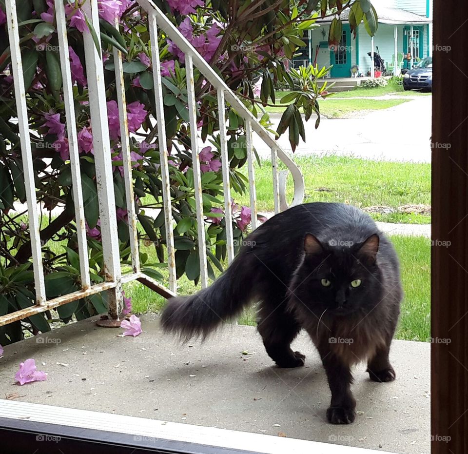 black cat. black cat