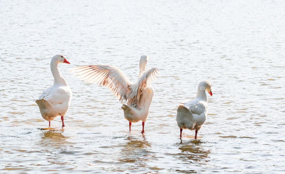 Beautiful view of three white geese standing in the city lake with spread wings on a summer day, close-up side view.