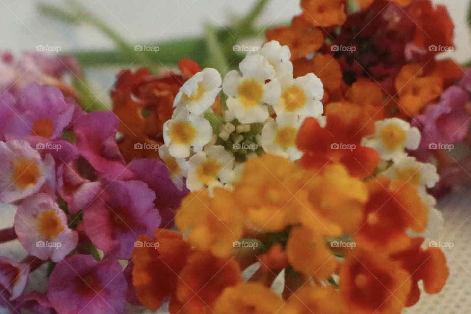 Very colorful inflorescences, and their tiny flowers the spread on a table, cover it with white cloth