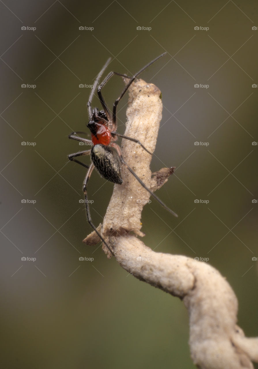 Black and Red spider, don't know the name of this specie.