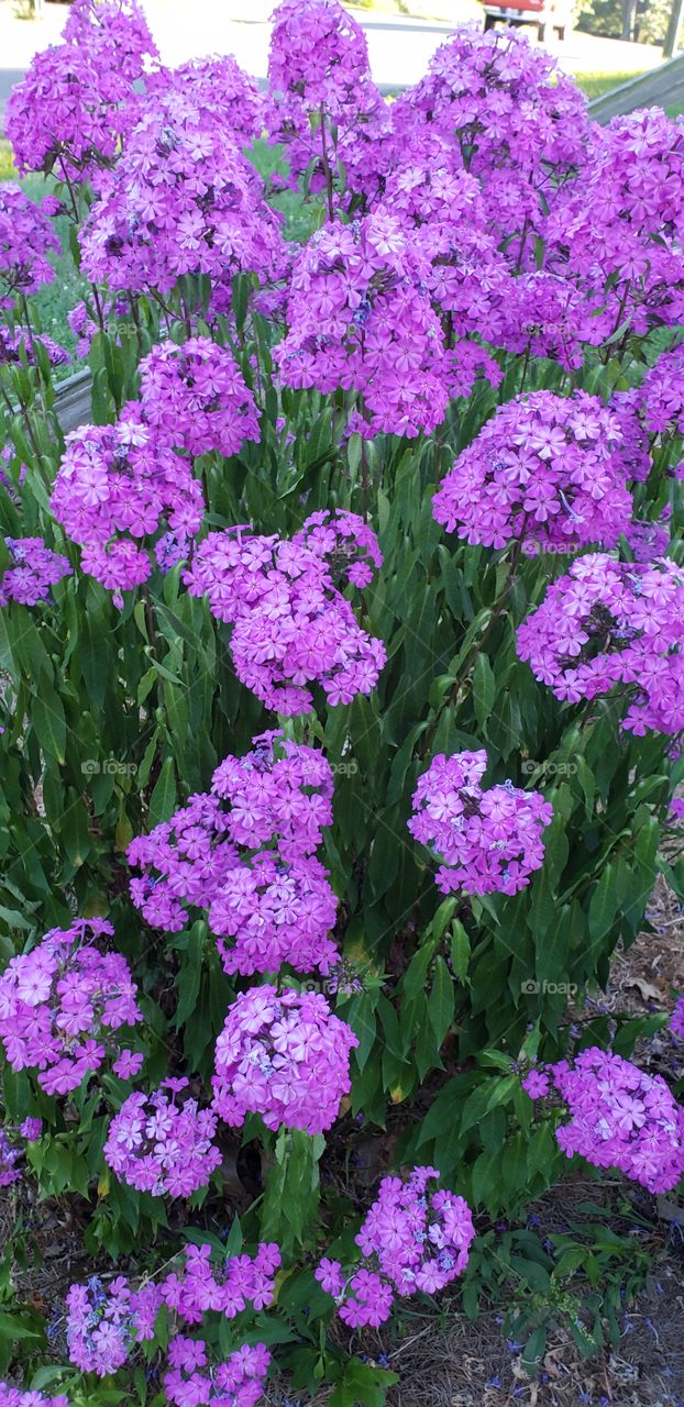 phlox